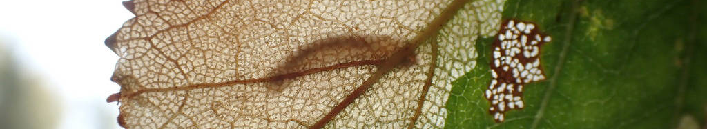 Late birch leaf edgeminer (*Profenusa thomsoni*) larva feeding inside a birch leaf leaf. Credit: USFS.