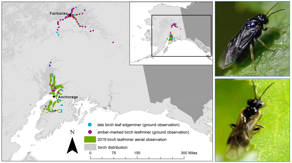 Map of 2019 infestation locations (left) and Amber-Marked Leafminer (top-right) and Late Birch Leaf Edgeminer (bottom right) adults. Credit: USFS.