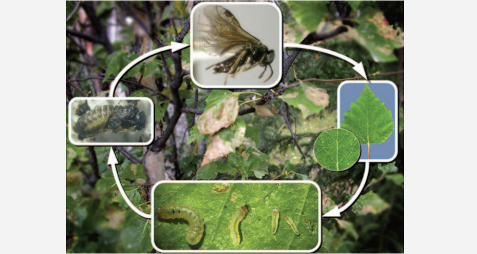 Birch leafminer life cycle. Credit: Snyder et al., 2007