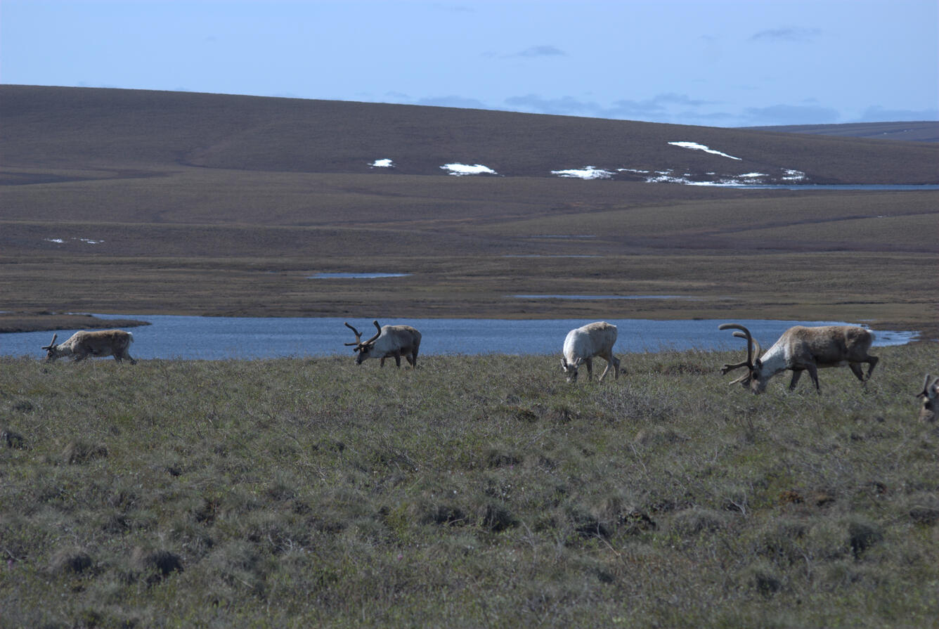 Caribou grazing along the Arctic Coastal Plain. Photo courtesy of Paul Laustsen