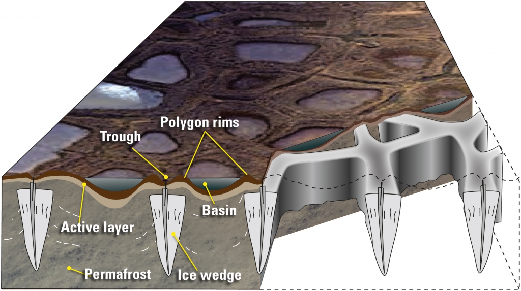 A diagram showing how ice wedges are distributed underneath polygonal ground